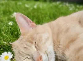 Espace Zen