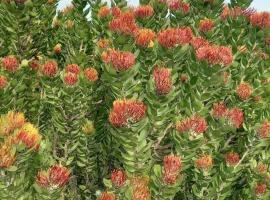 Bersheba Estates，位于Albertinia的酒店