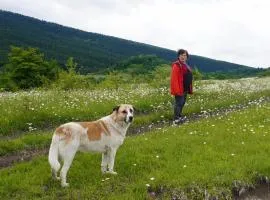 Melano's Countryside Homestay - მელანოს სოფლის სახლი