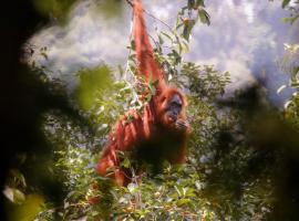 Lawang Inn Restaurant & Jungle Trek，位于武吉拉旺的酒店