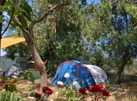 Camping Curtea Pescărușului