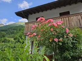 Stella Alpina