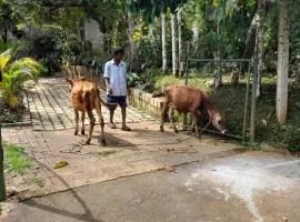Dew Lee Homestay & Farm House