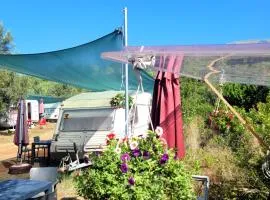 Aquariumi Jale Camping
