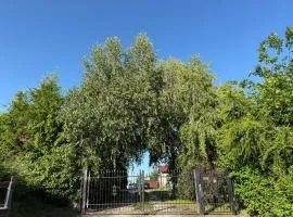 U Magdy nad Tałtami II