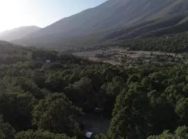 Lion king cabin woods