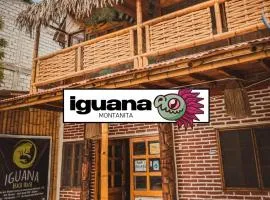 Iguana Montañita