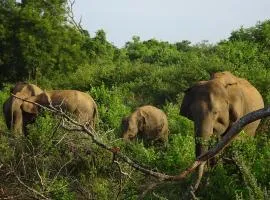 Exciting Tree house and 2 Chalets, Spring valley farm stay Buttala, Okkampitiya