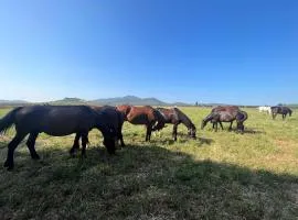 Il Gelsomino Bio Agriturismo