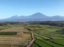 Rice Fields Villa