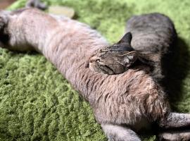 Hostel&Bar クツカンタ，位于Rishiri的酒店