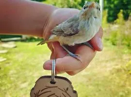 Бунгала Гнездото Bungalows The Nest 1