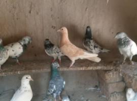 Djdjdudu，位于Kampungdurian的酒店