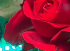 DR ÅSA Bed n Breakfast by the Forest w Swimming Pool near Golf, Concerts and the Baltic Sea Beach