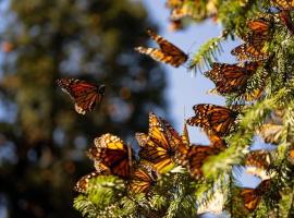 Shambala SPA Medicinal y Retiros，位于Zit&aacute;cuaro的Spa酒店