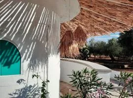 Sunsets and Olive Trees