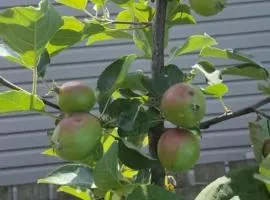 Cherry Berry Niagara Falls