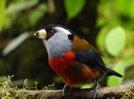 Natural Luxury Birding Lodge，位于Dagua的酒店