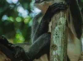 Bukit Lawang Joint Trekking Loge & Transport