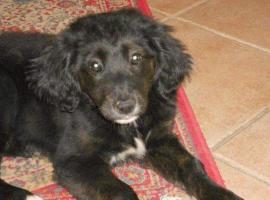 Hotel La Casa del Re，位于切雷索莱雷阿莱的酒店