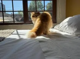 Departamento Pet friendly a Metros del Mall Cenco Temuco, Casino Dreams y Av Alemania