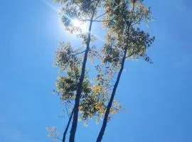 Cabañas Los Tulipanes