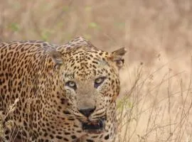 Yala Wild Adventure Camp