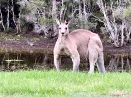 Family Retreat Farmstay Hunter Valley 40 Guests，位于勒弗戴尔的酒店