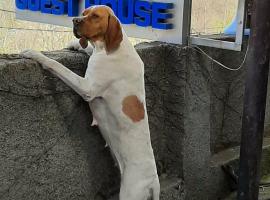 Guest House Vista，位于西格纳吉的酒店