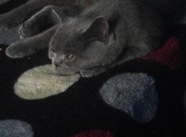 cont inchis，位于Ciocanu的木屋