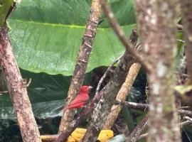 hospedaje ecopolis birds