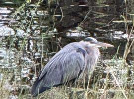 CROOКED TREE LODGE Belize，位于Crooked Tree的宠物友好酒店