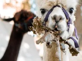 Ferienwohnung Sternenzelt Alpakas - Natur & Tiere hautnah erleben