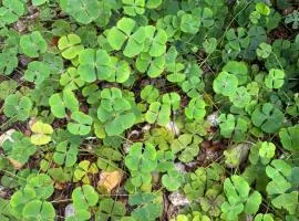 Loft Trevos Casa aconchegante Estadia Perfeita