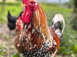 Bauwagen auf dem Bauernhof