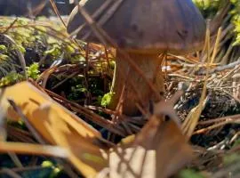 Domek Na Odludziu Kaszuby