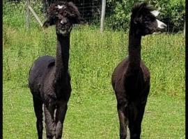 Landhaus Pfahlershof，位于Karolinenkoog的酒店