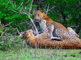 Yala Shenu Safari Inn & Budget Taxi Service，位于蒂瑟默哈拉默的酒店