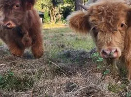 Country Stay on south side of Brisbane