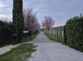 B&B Pizziconi Relax