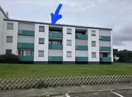 Lachmöwe