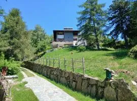il larice d' oro