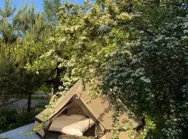 Pine Nest Glamping