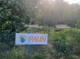 Paun