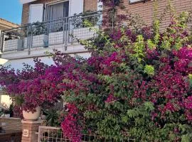 Bouganvillea