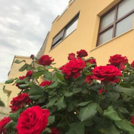 Apartman MIG，位于索林的酒店