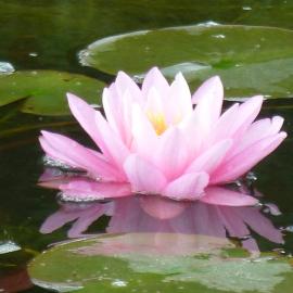 Wellness- und Gartenhotel Heusser，位于巴特迪克海姆的酒店