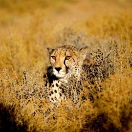 Inverdoorn Game Reserve Lodge，位于Breede River DC的酒店