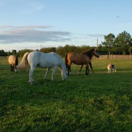 The Little Flock Farm