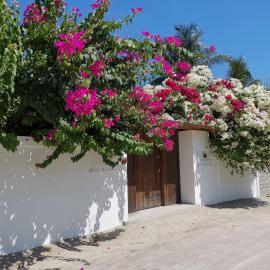 Holiday Cottage Thoddoo, Maldives，位于图杜的酒店